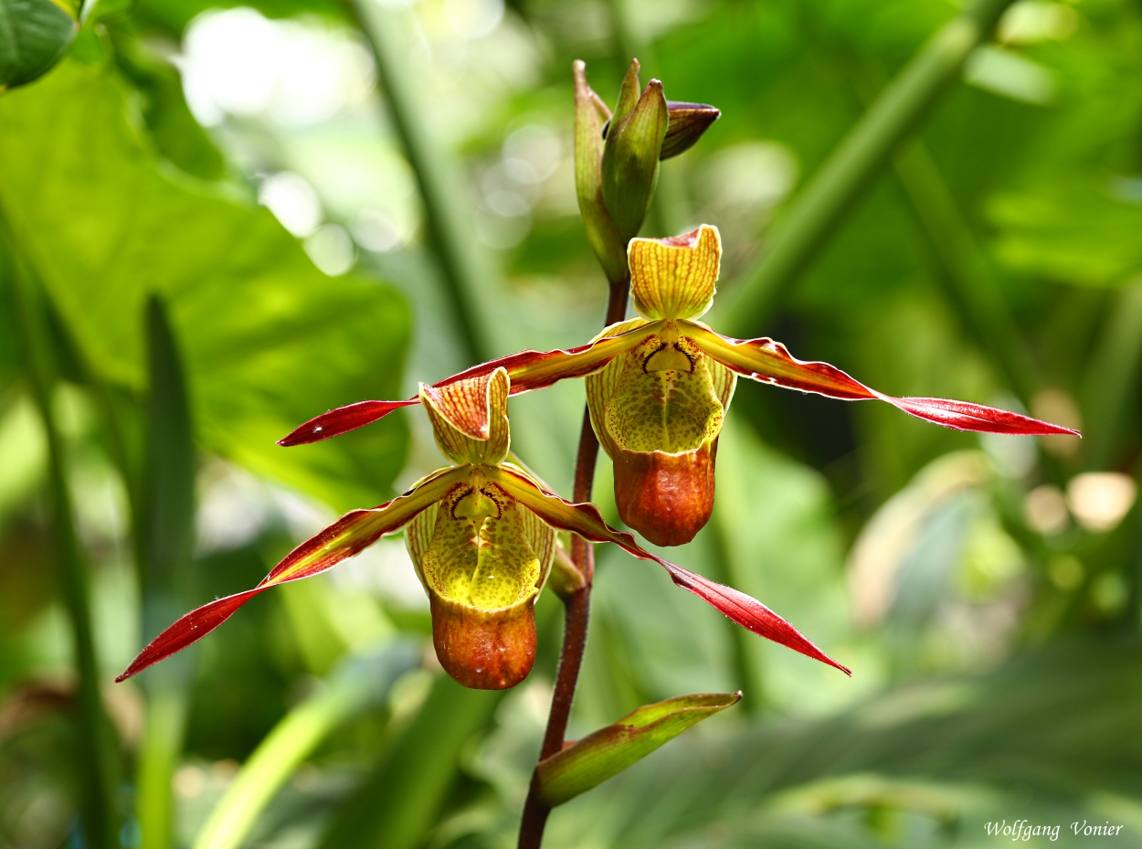 Orchideen-Blüten