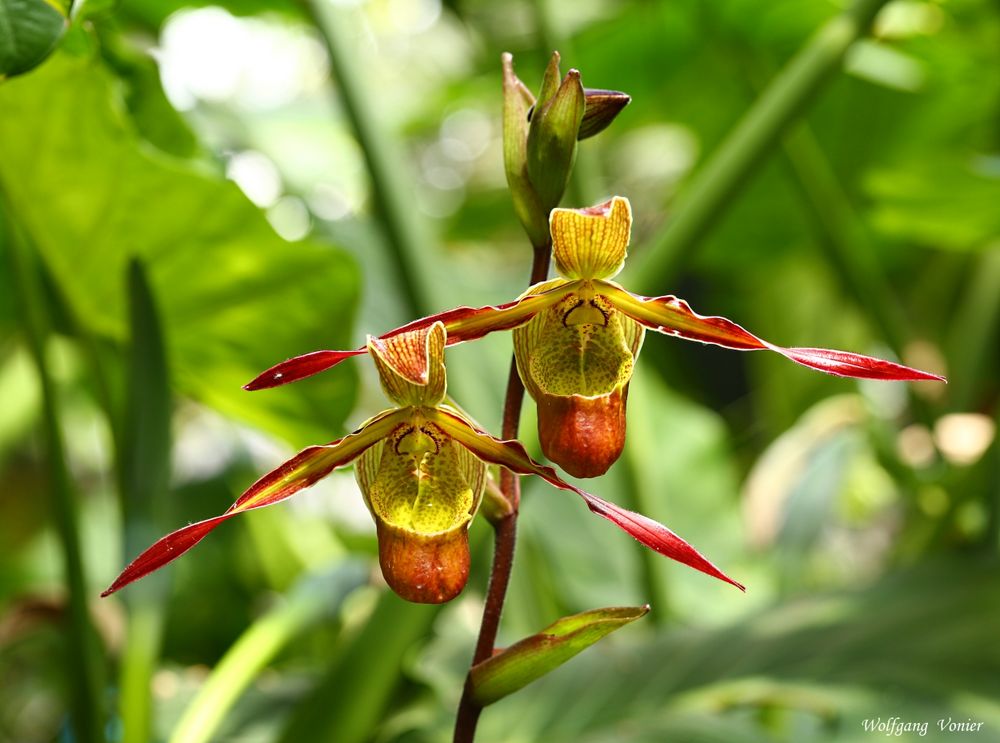 Orchideen-Blüten