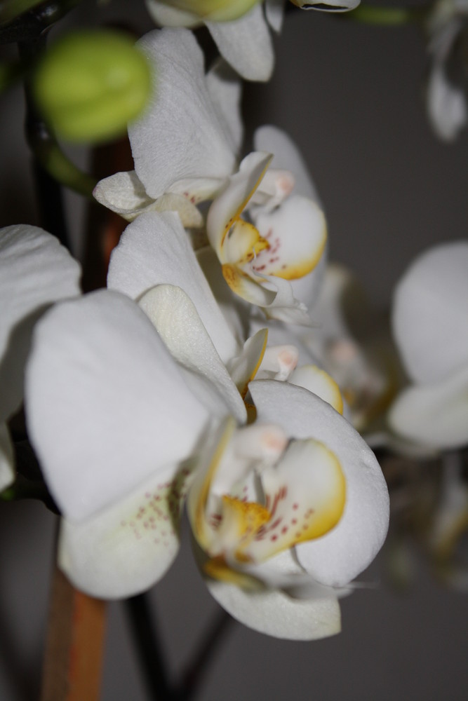 Orchideen Blüten