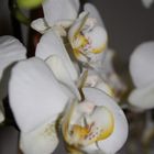 Orchideen Blüten