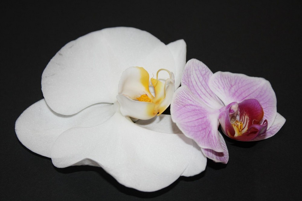 Orchideen-Blüten