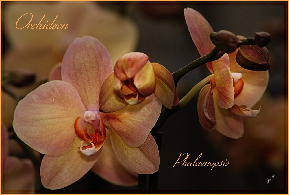 Orchideen