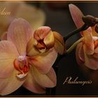 Orchideen