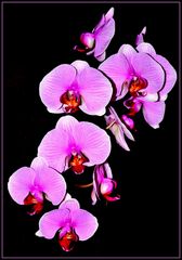 Orchideen