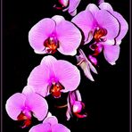 Orchideen