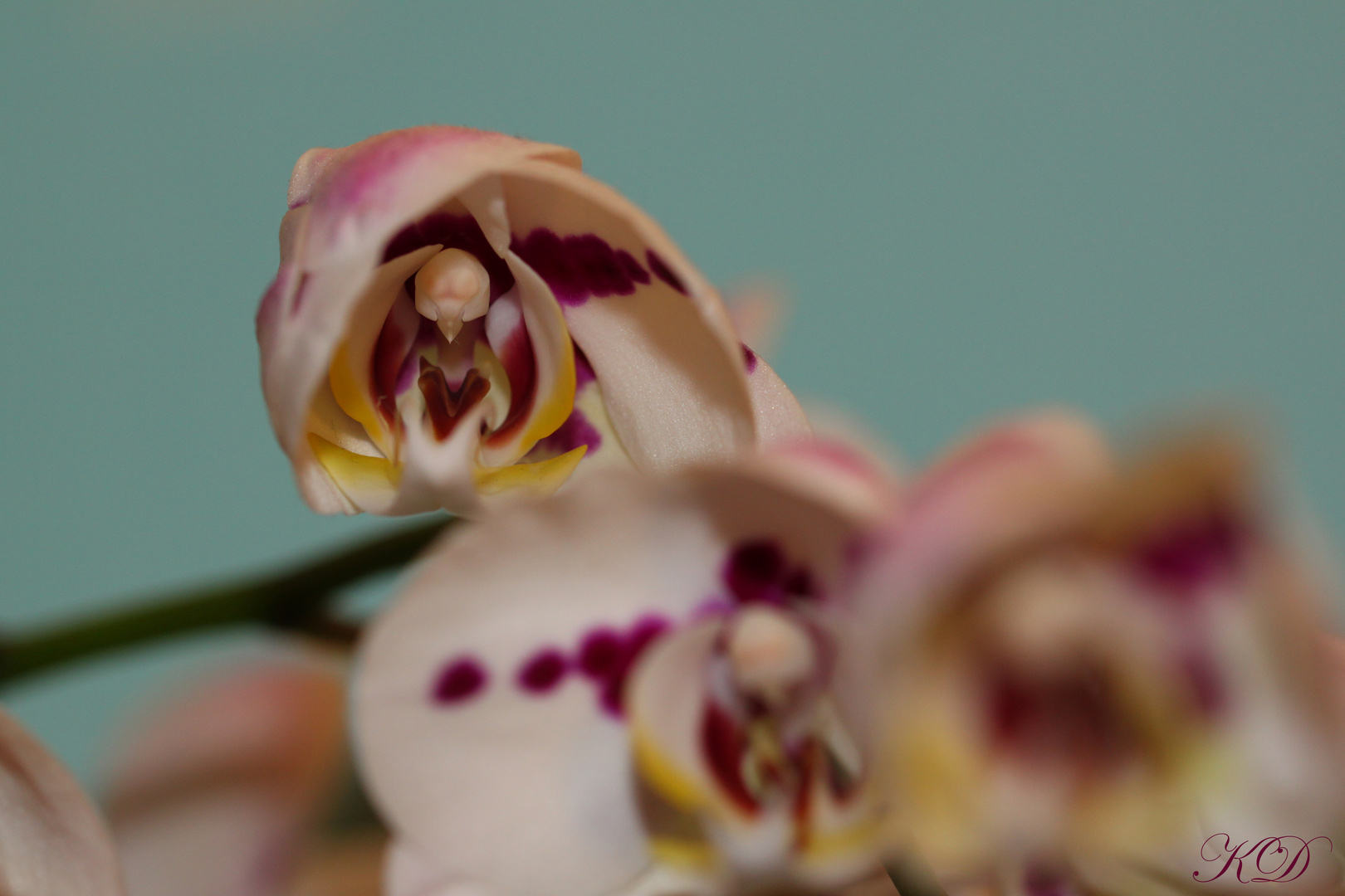 Orchideen