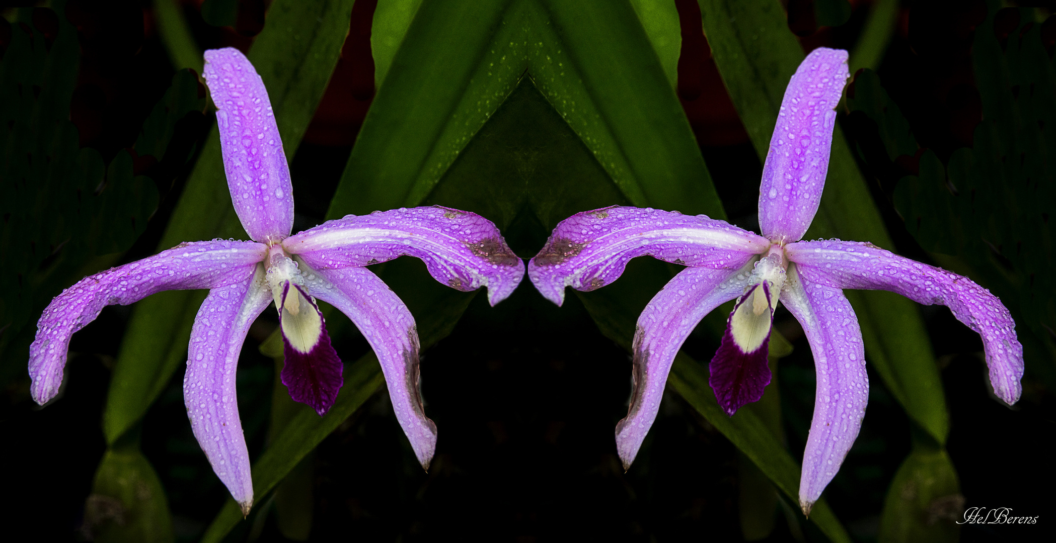 Orchideen