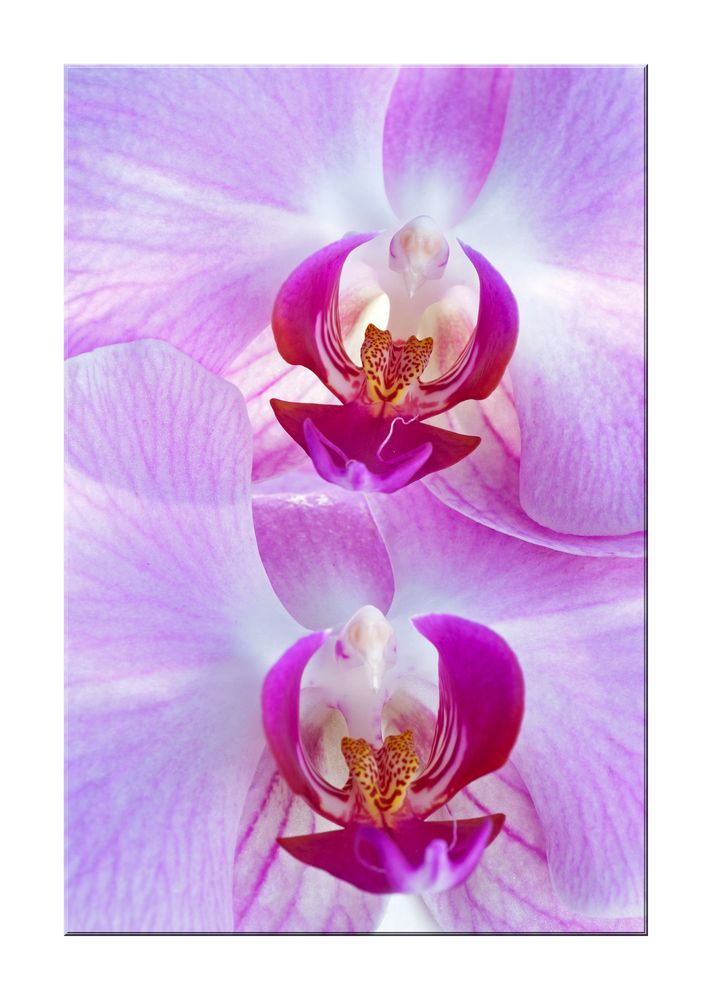 Orchideen