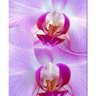 Orchideen