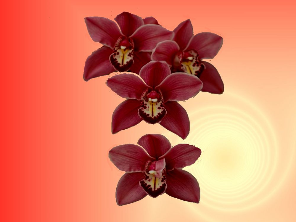 Orchideen