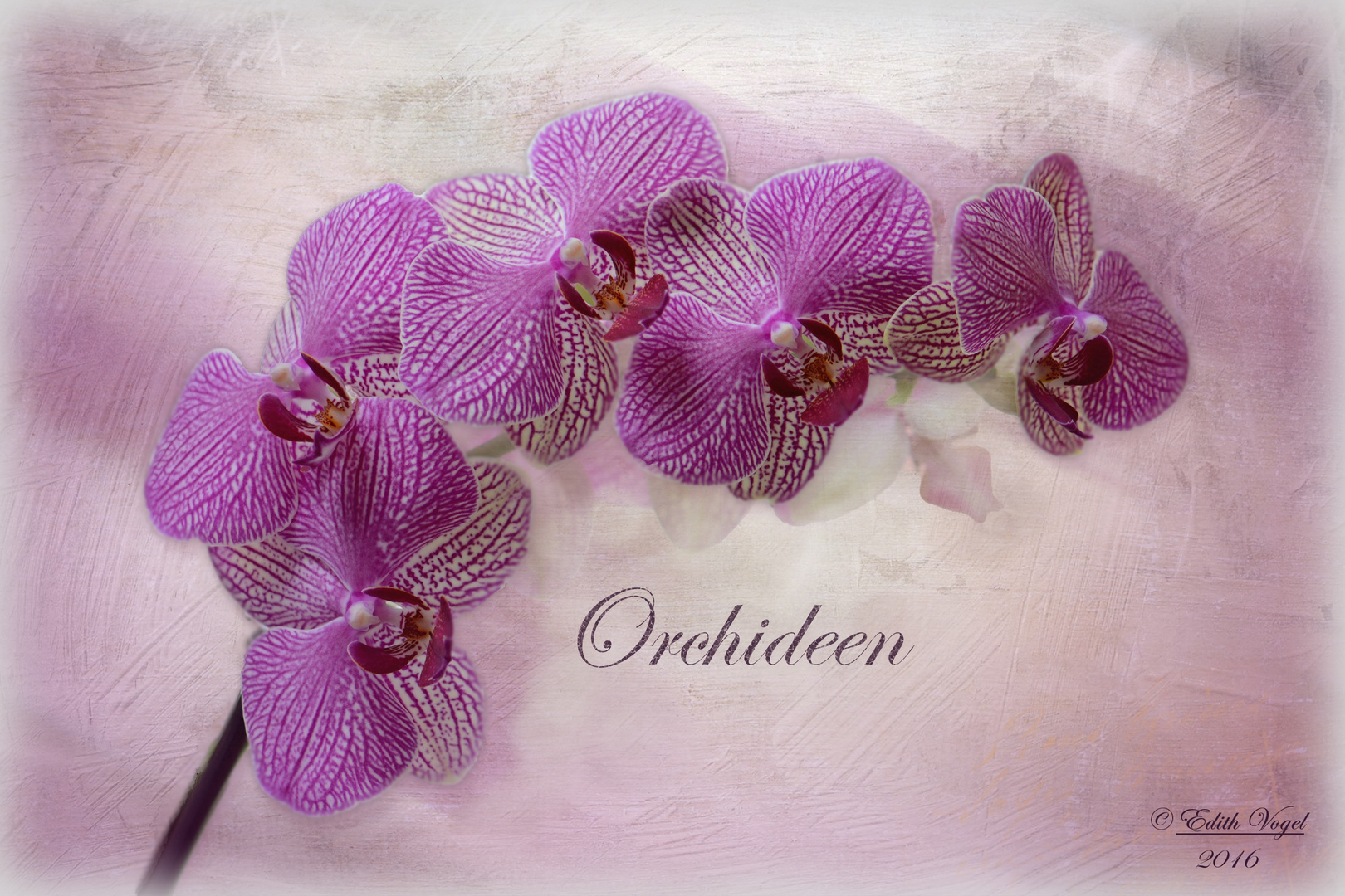 Orchideen