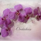 Orchideen