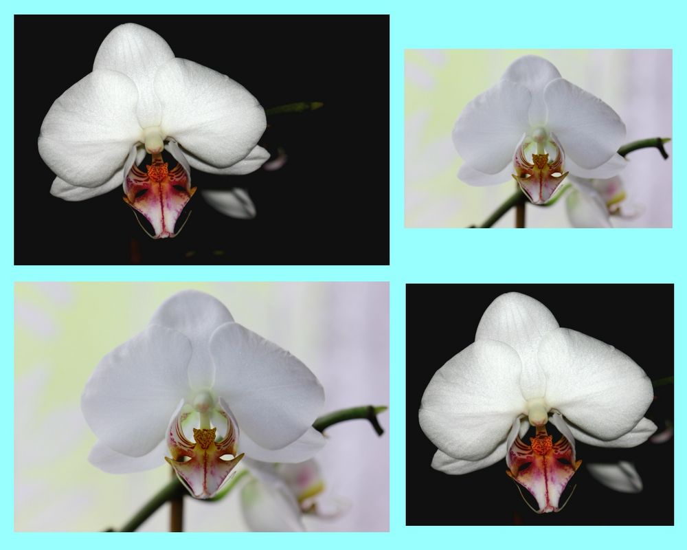 Orchideen