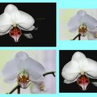 Orchideen