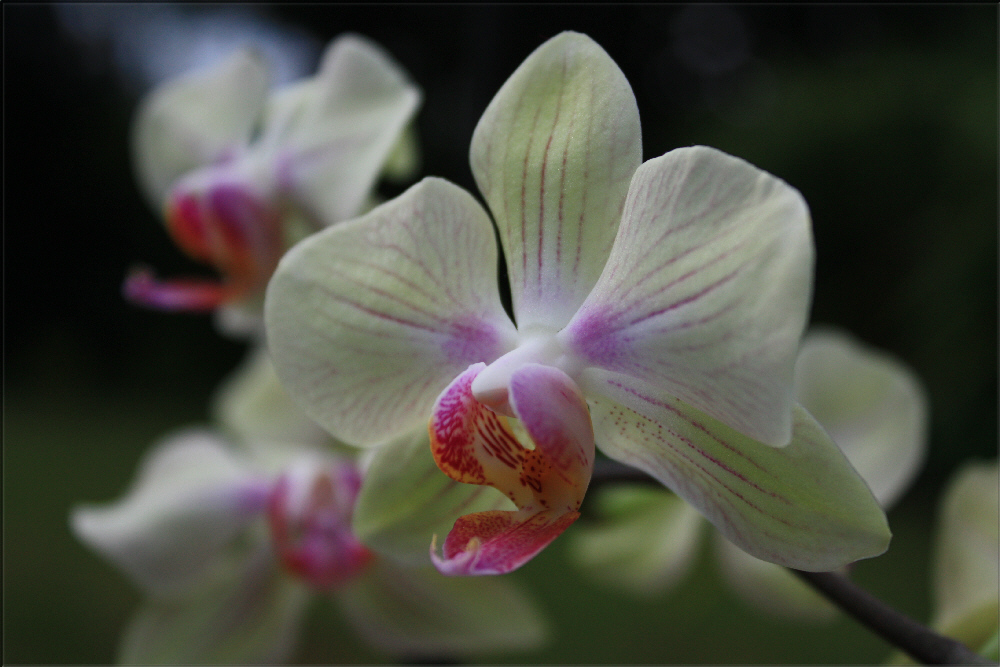 orchideen