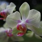 orchideen