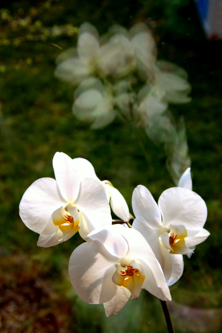 Orchideen