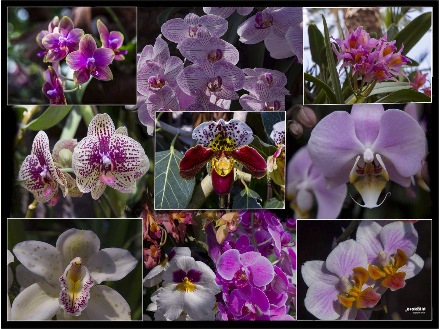 Orchideen-Collage 2