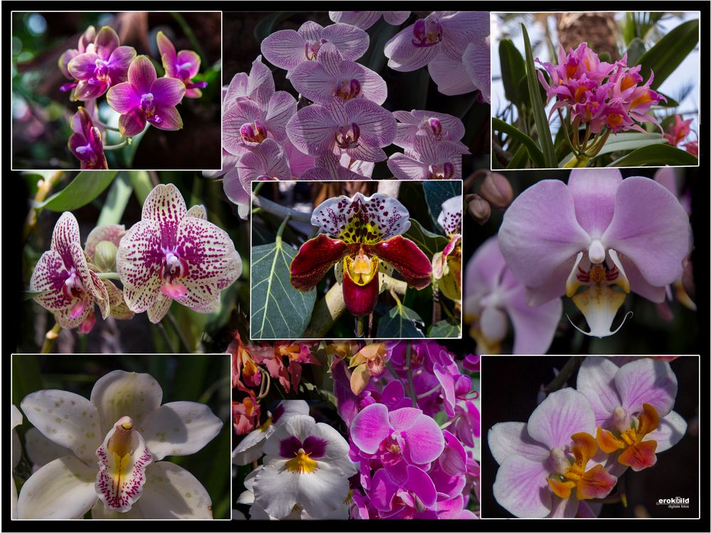 Orchideen-Collage 2