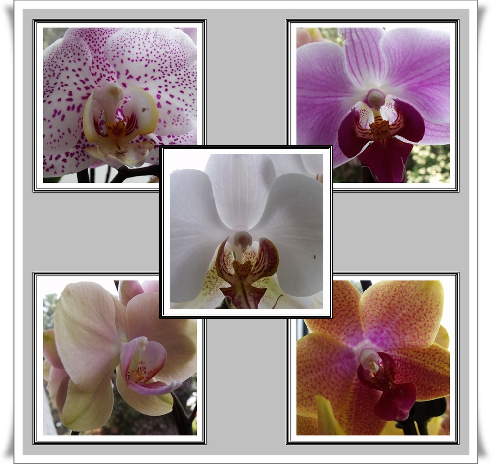 Orchideen Collage