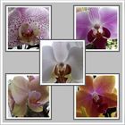 Orchideen Collage