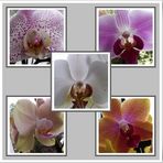 Orchideen Collage
