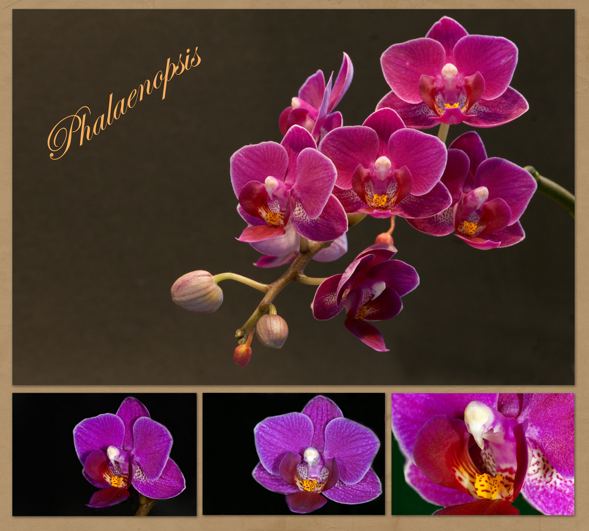 Orchideen Collage