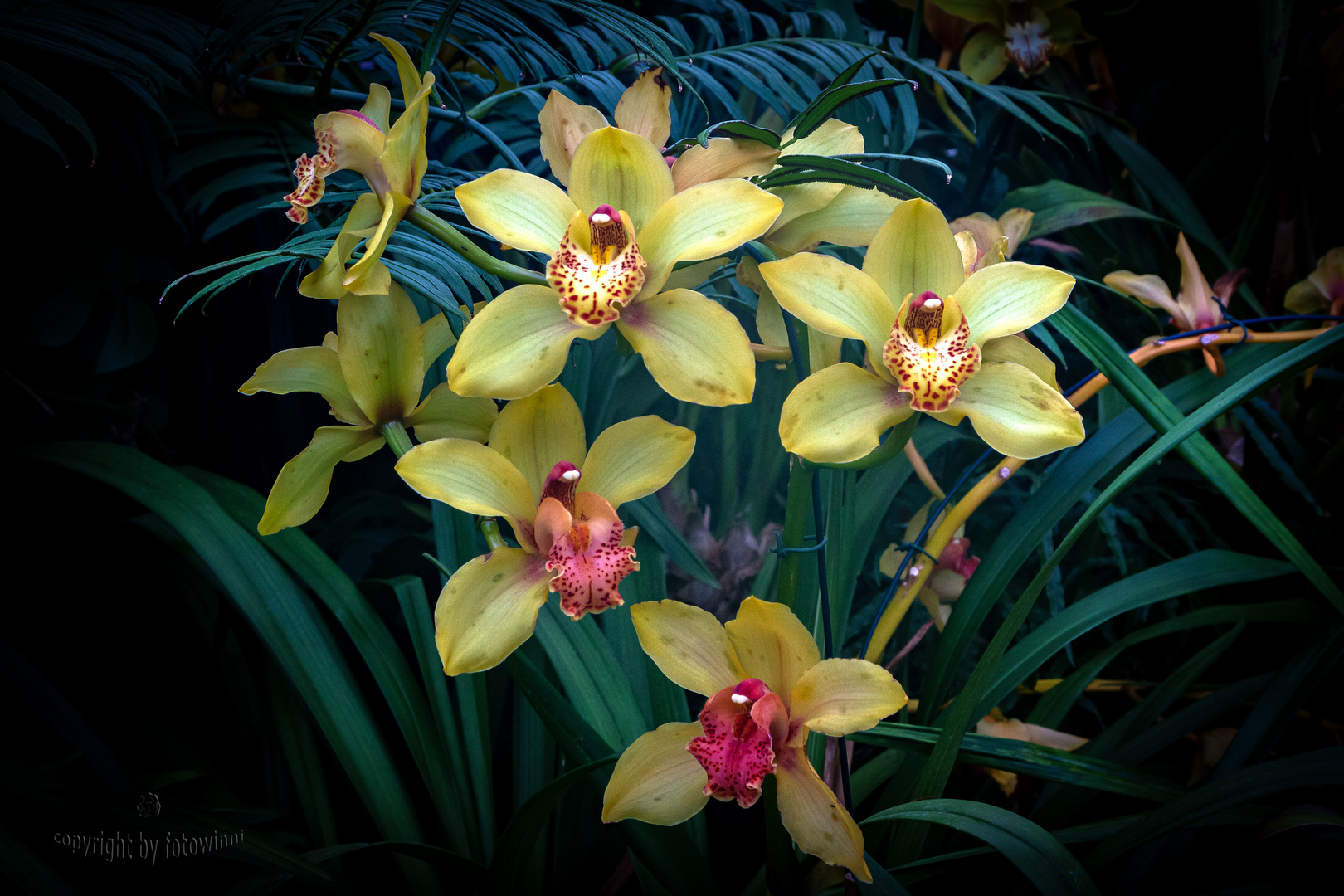 Orchideen - Cymbidium