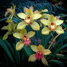 Orchideen - Cymbidium