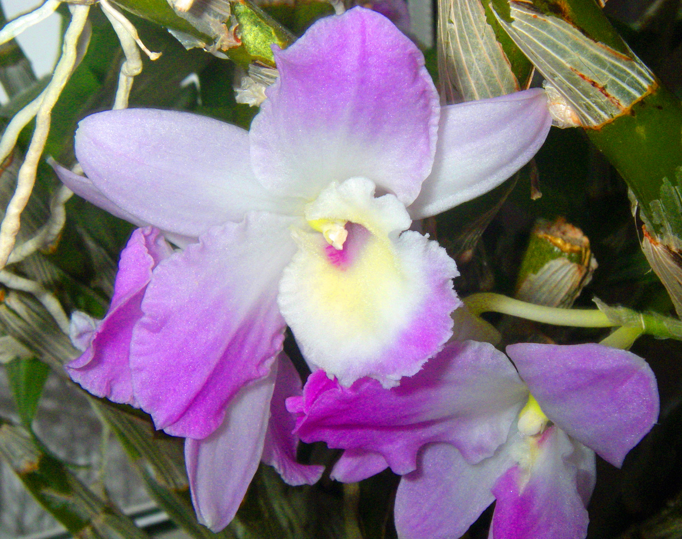 Orchideen