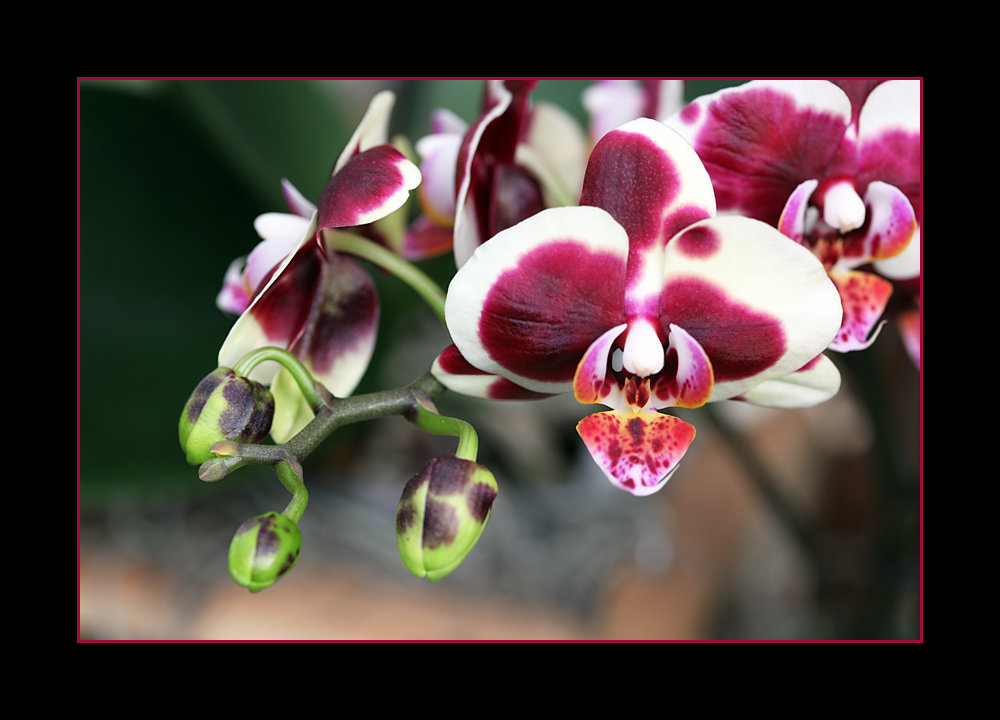 Orchideen