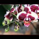 Orchideen