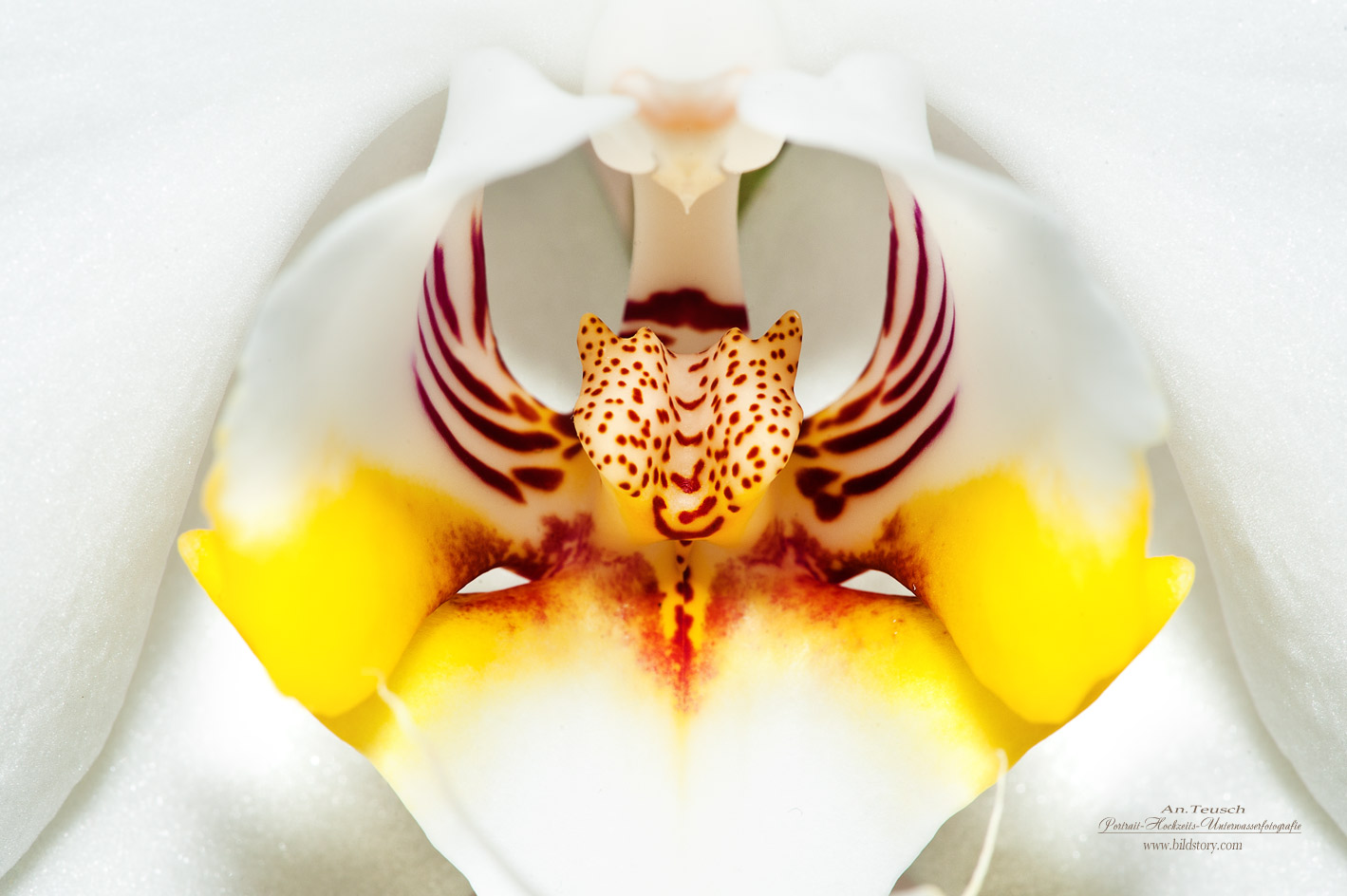 "Orchideen"