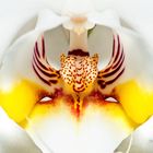 "Orchideen"