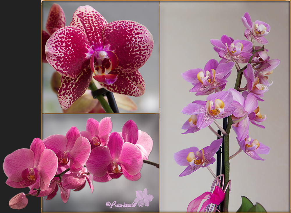 Orchideen