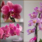 Orchideen