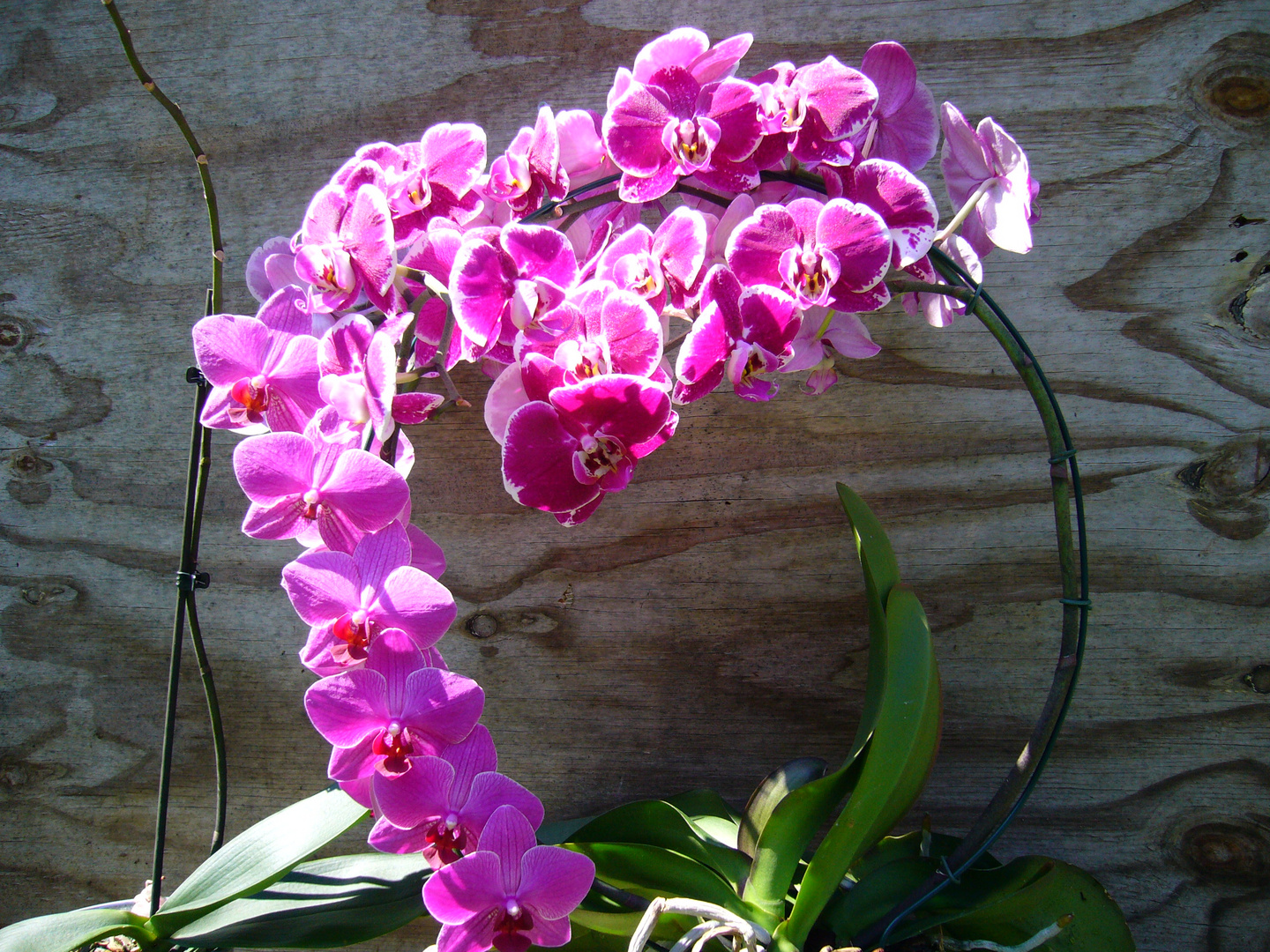 Orchideen