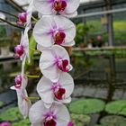 Orchideen