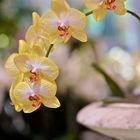 Orchideen