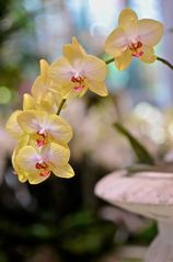 Orchideen