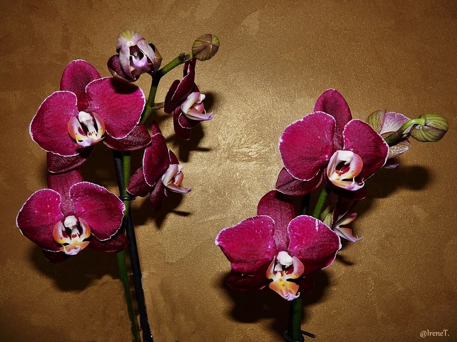 Orchideen