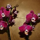 Orchideen