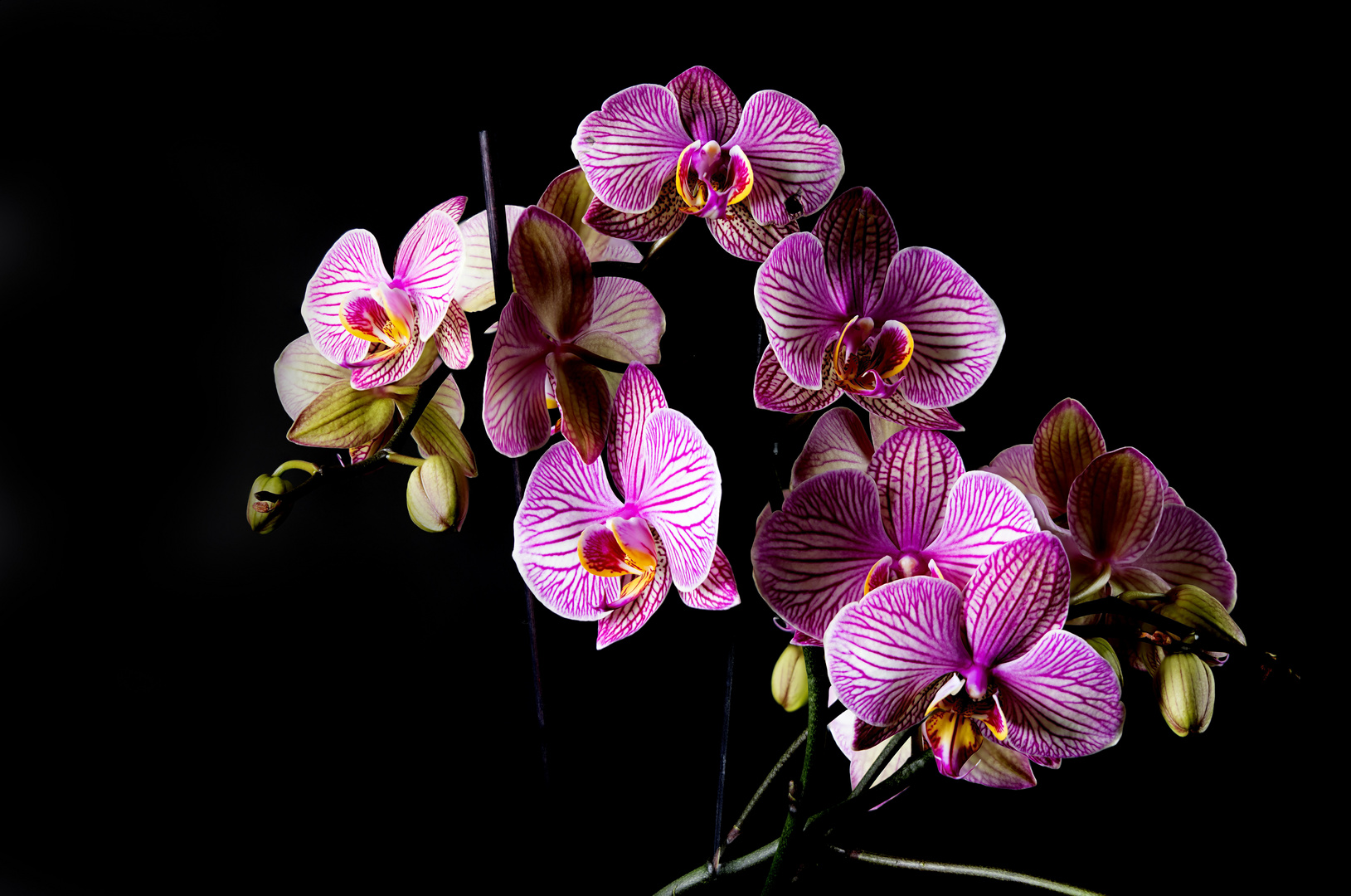 Orchideen