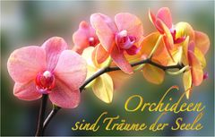 ORCHIDEEN