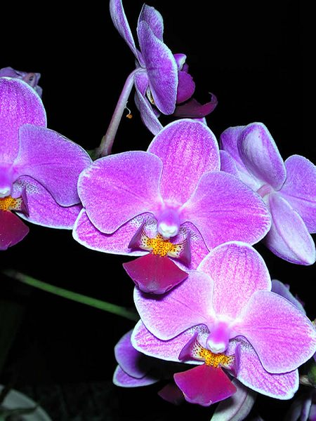 Orchideen