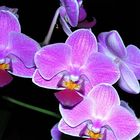 Orchideen