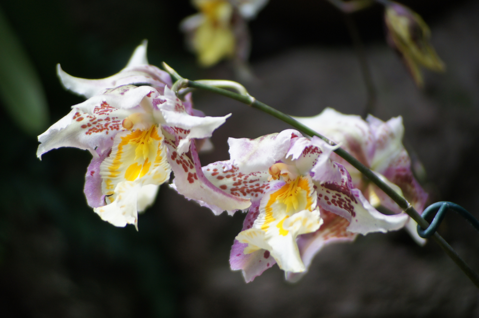 Orchideen