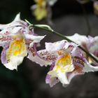 Orchideen