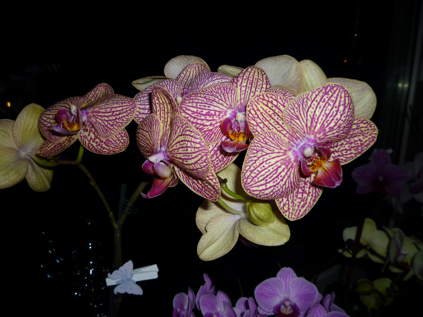 ** Orchideen ''