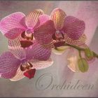 Orchideen